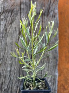 Adenanthos detmoldii Scott River Jug Flower