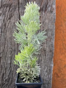 Adenanthos sericeus Silver streak (Woollybush)