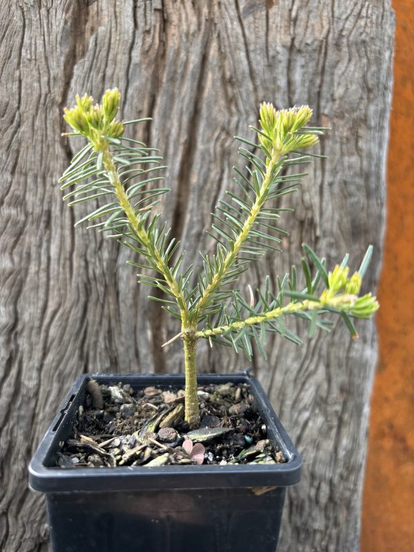 Banksia ericafolia Orange