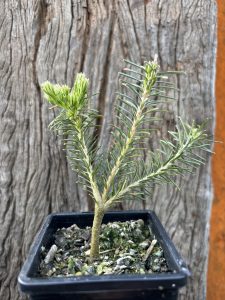 Banksia ericafolia Red and White