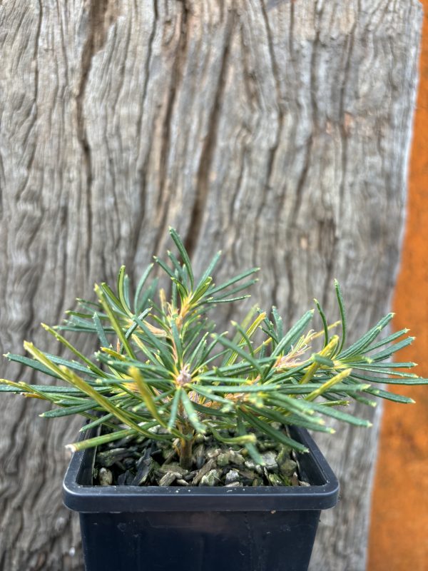 Banksia spinulosa Birthday Candles