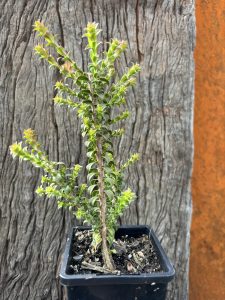 Beaufortia decussata Gravel Bottlebrush