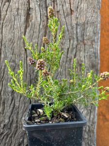 Beaufortia schaueri Pink Bottlebrush