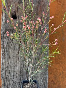 Chamelaucium uncinatum Petticoat Pink