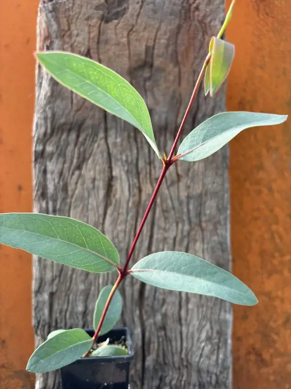 Eucalyptus gregsoniana Dwarf Mallee Snow Gum