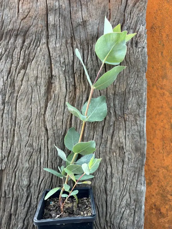 Eucalyptus rhodantha Rose Mallee