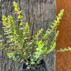 Hypocalymma cordifolium