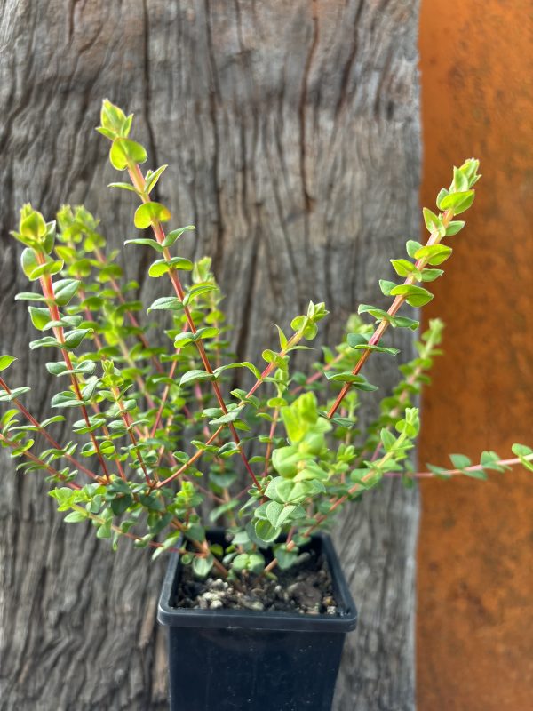 Hypocalymma cordifolium