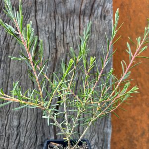 Hypocalymma linifolium