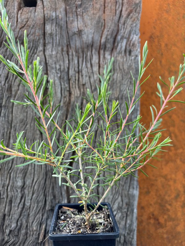 Hypocalymma linifolium