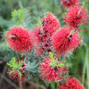 Kunzea baxteri "Red"