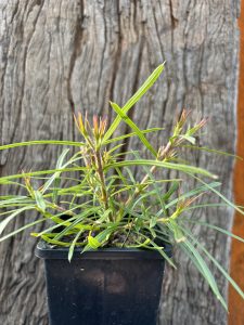 Lambertia formosa Mountain Devil