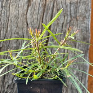 Lambertia formosa Mountain Devil