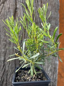 Lambertia inermis Noongar Chittick