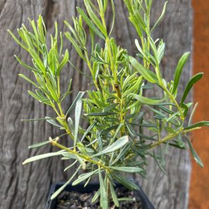 Lambertia inermis Noongar Chittick