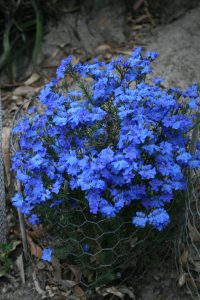 Lechenaultia biloba Big Blue