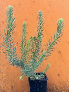 Lechenaultia biloba Sky Blue