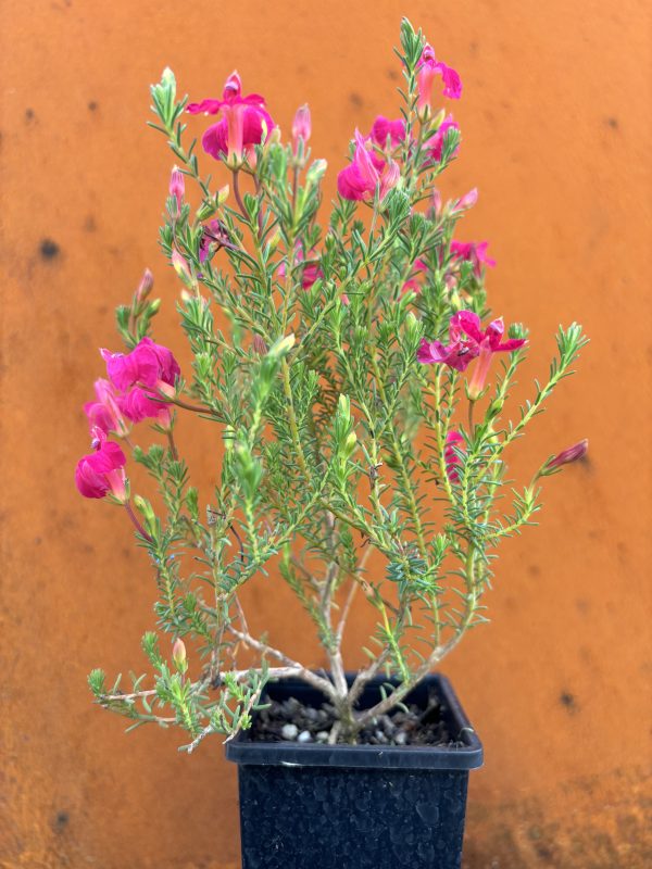 Lechenaultia formosa Lola