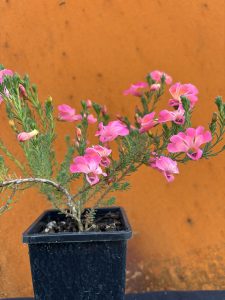 Lechenaultia formosa Strawberry Sundae