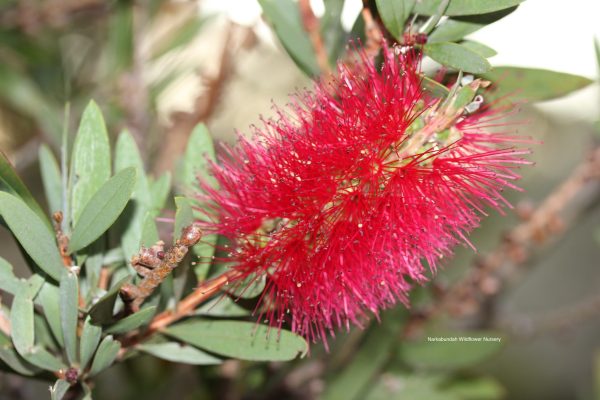 Calistemon citrinus "Western Glory"