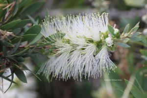 Calistemon citrinus "White Anzac"