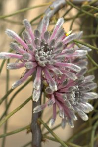 Petrophile teretifolia "Pixie Mops"