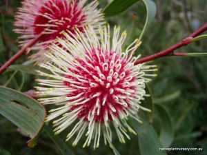 Hakea laurina "Pin cushion hakea"