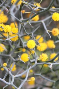 Acacia aphylla "Rock Wattle"