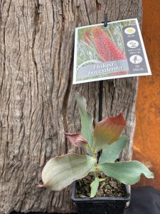 Hakea bucculenta