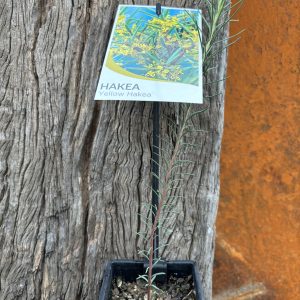 Hakea nodosa