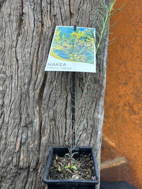 Hakea nodosa