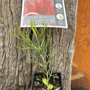 Hakea orthorrhyncha