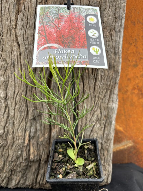 Hakea orthorrhyncha