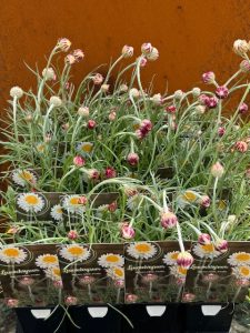 Leucochrysum albicans ssp tricolour rack